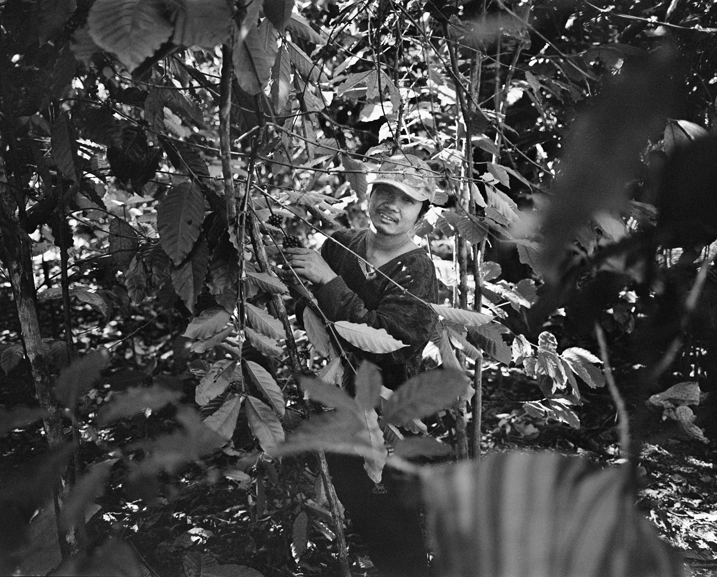 Bolovan-coffee-picker