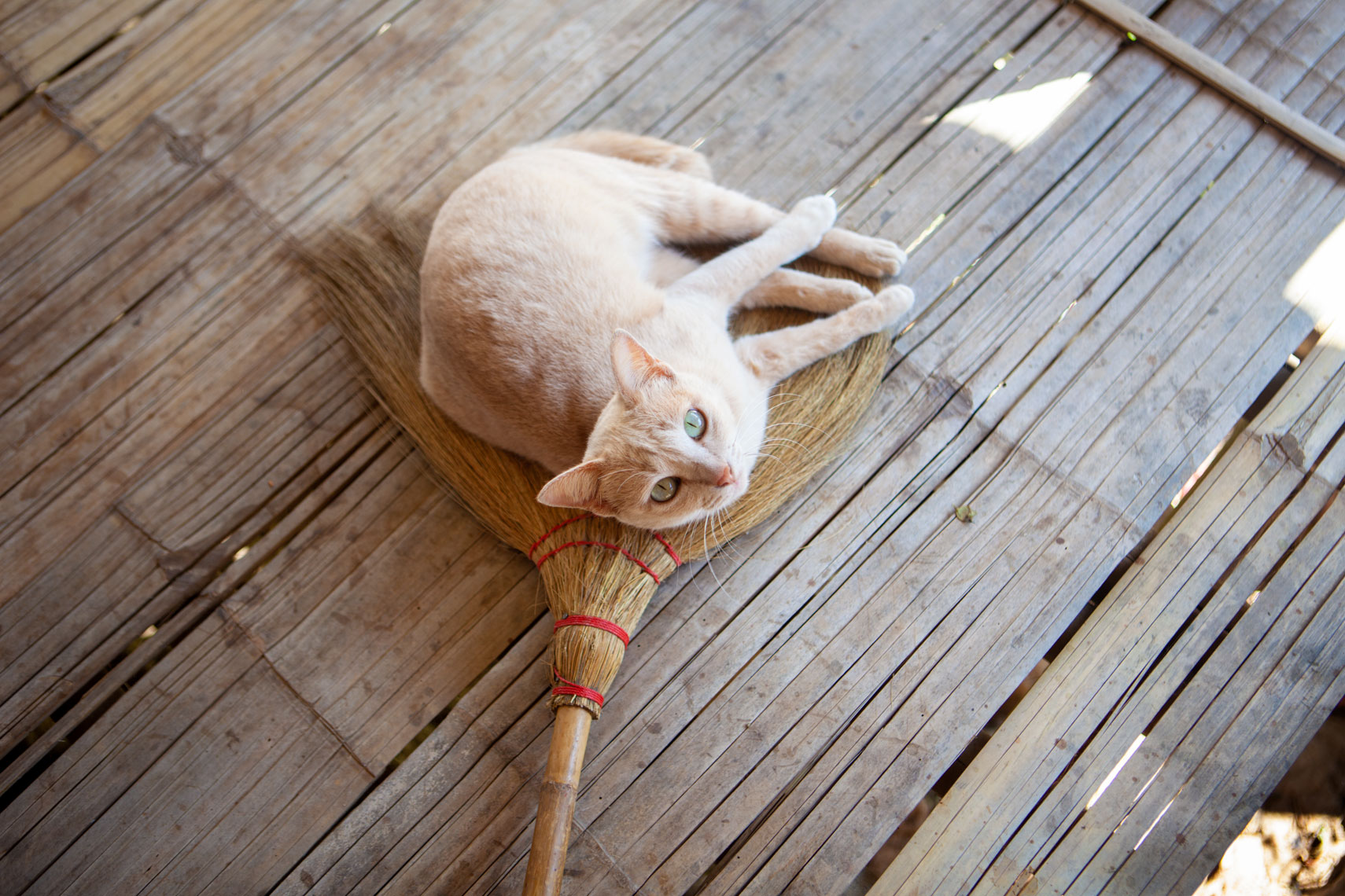 Cat-on-a-broom