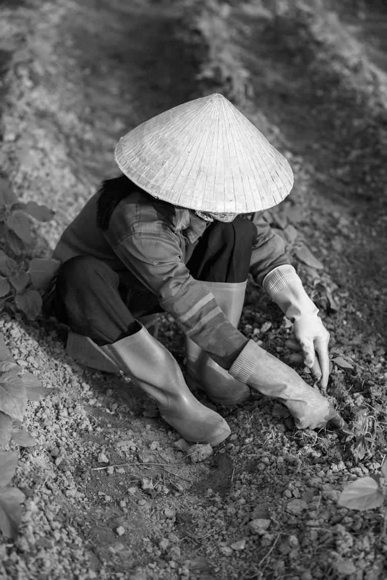 Hanoi-field-workers-2