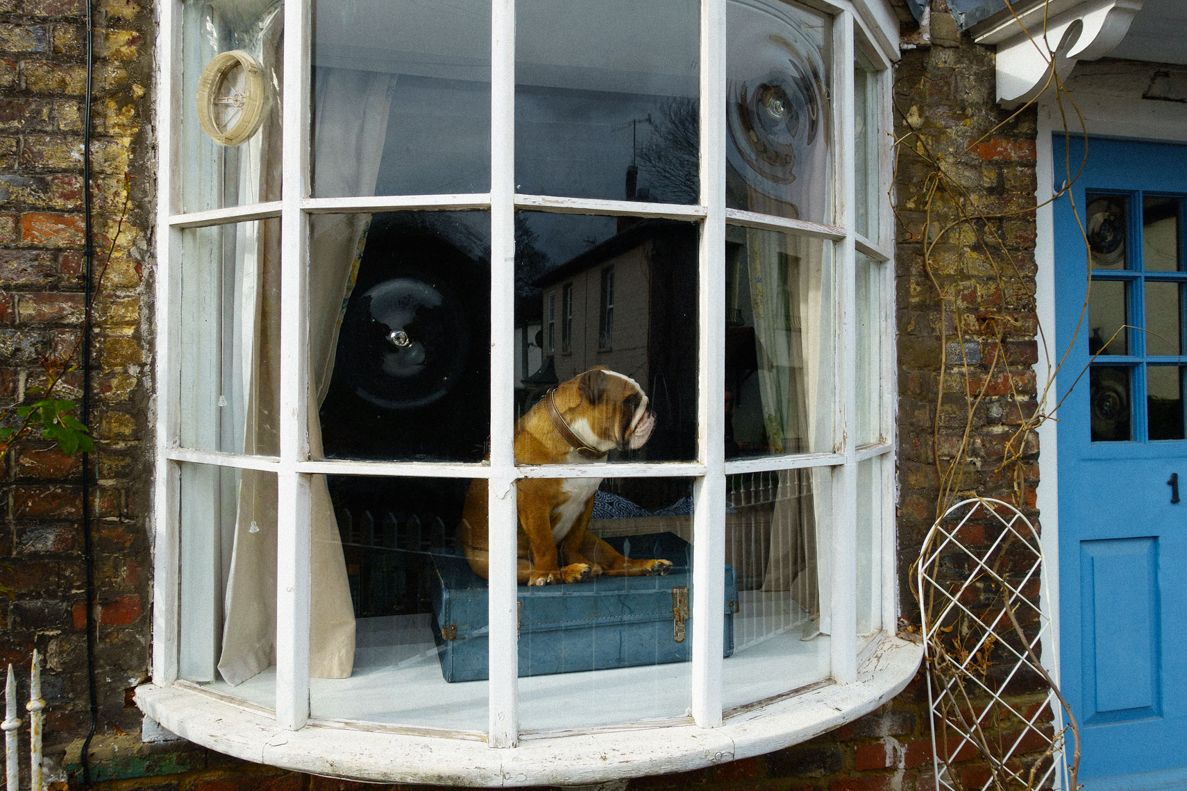 dog-in-window-print