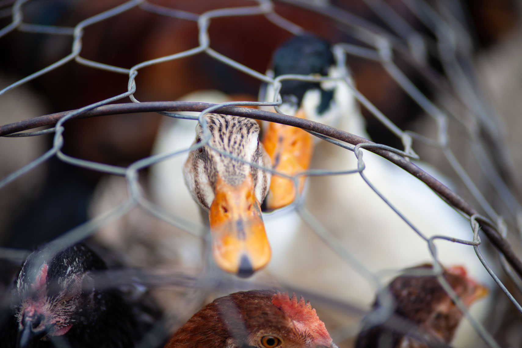 ducks-in-cage