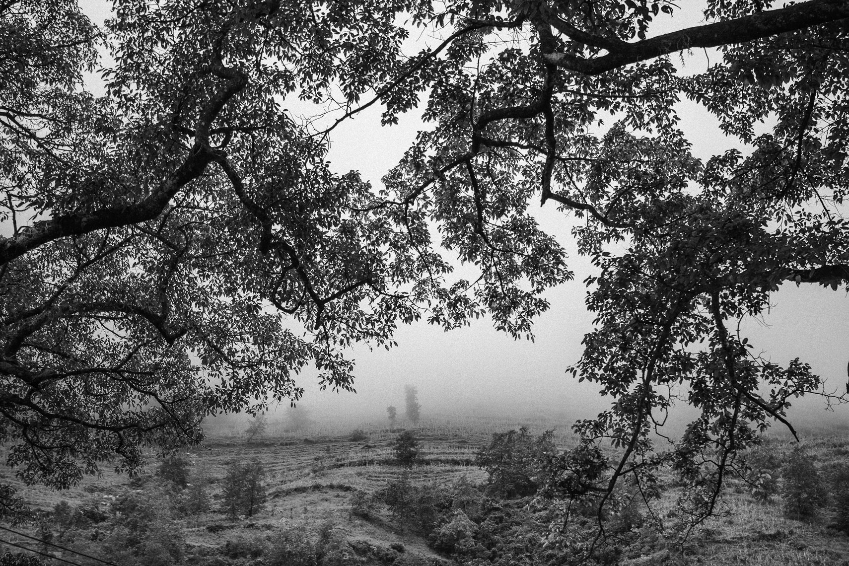 ha-giang-trees-and-fog-print
