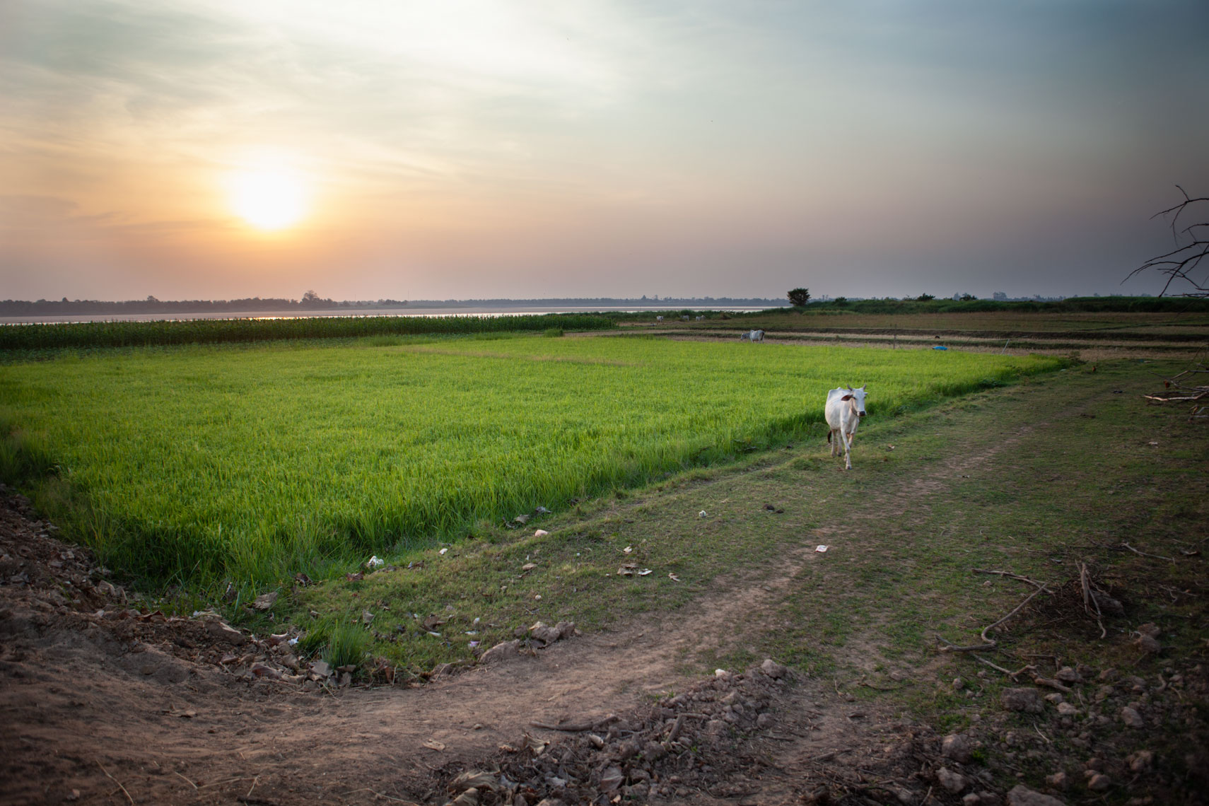 kratie-cow-in-rice-field