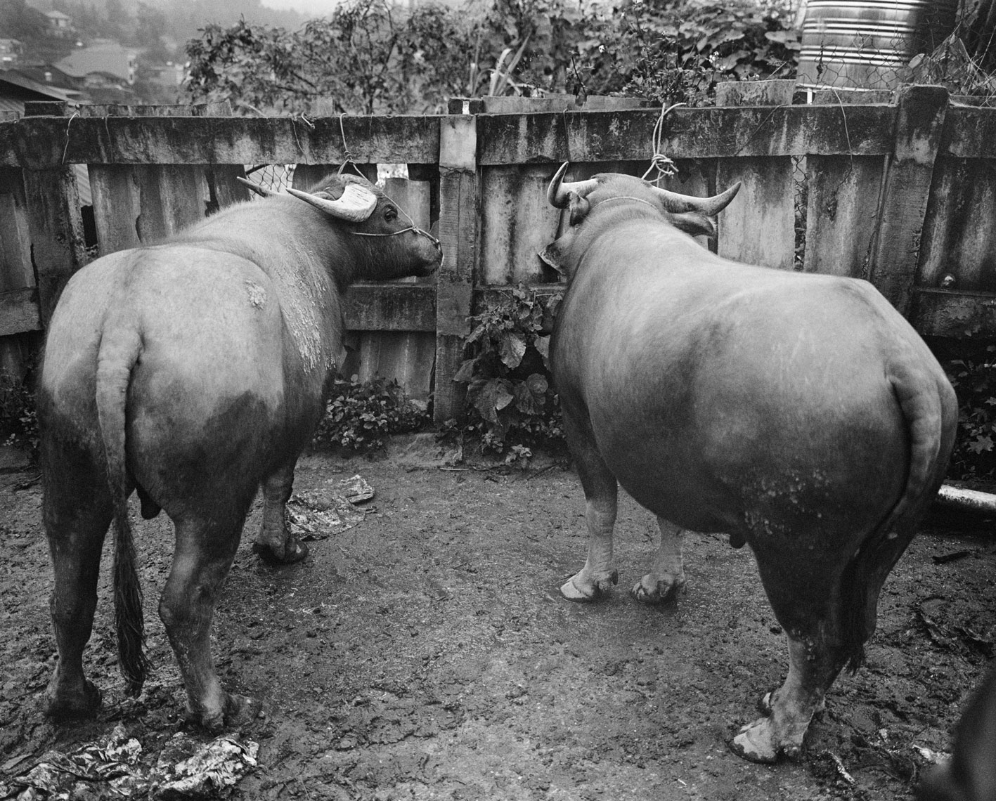 two-water-buffaloes