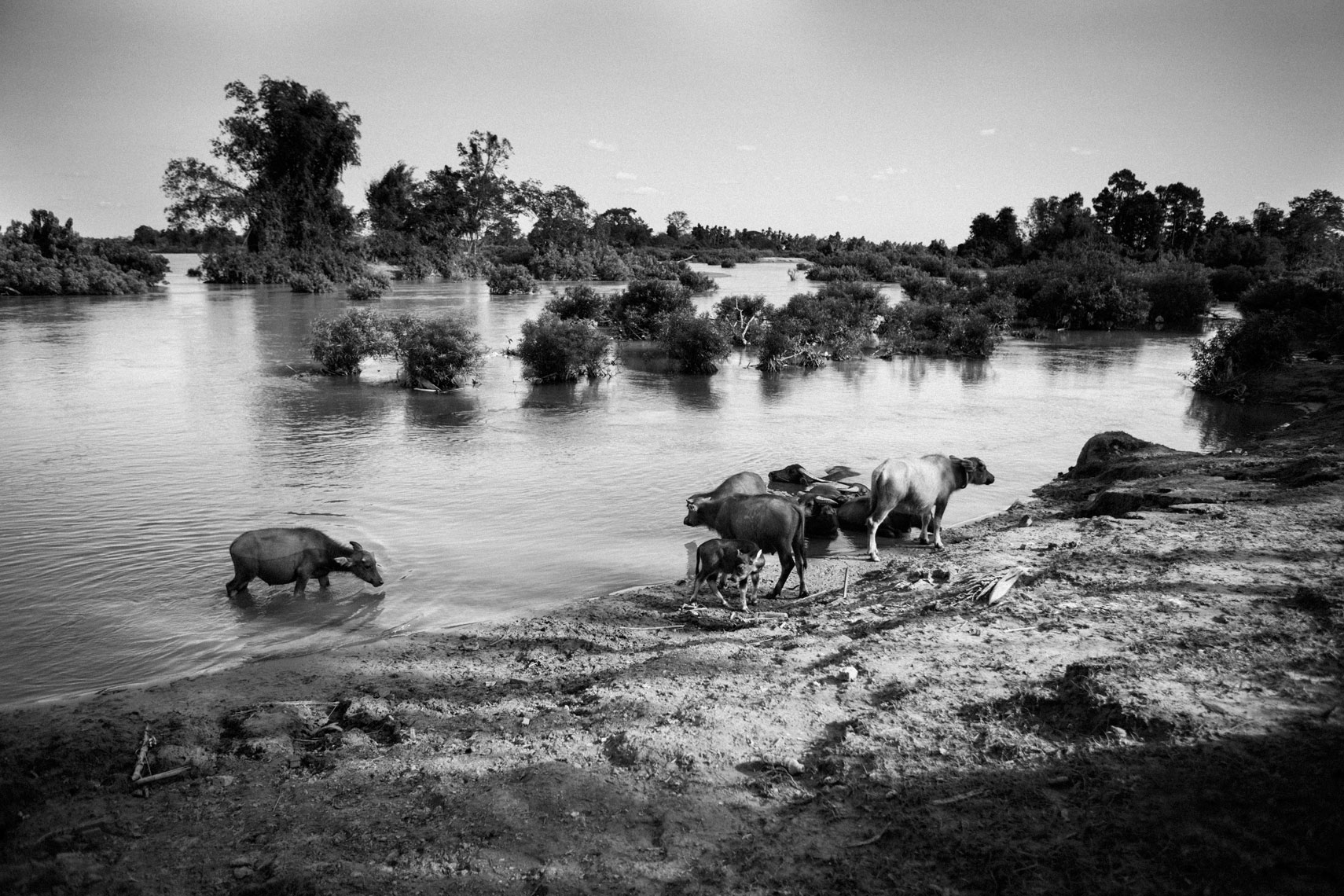 water-buffalo-grazing